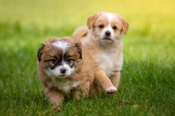 Two puppies running in grass