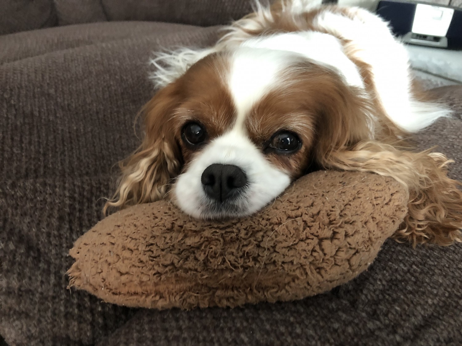 brown and white dog